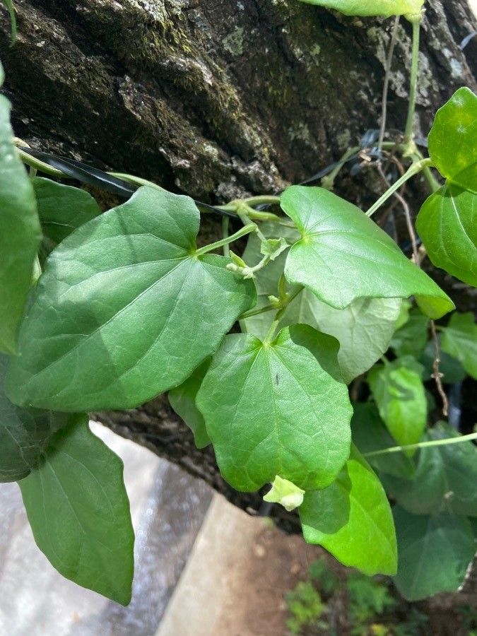 Thunbergia laevis leaf