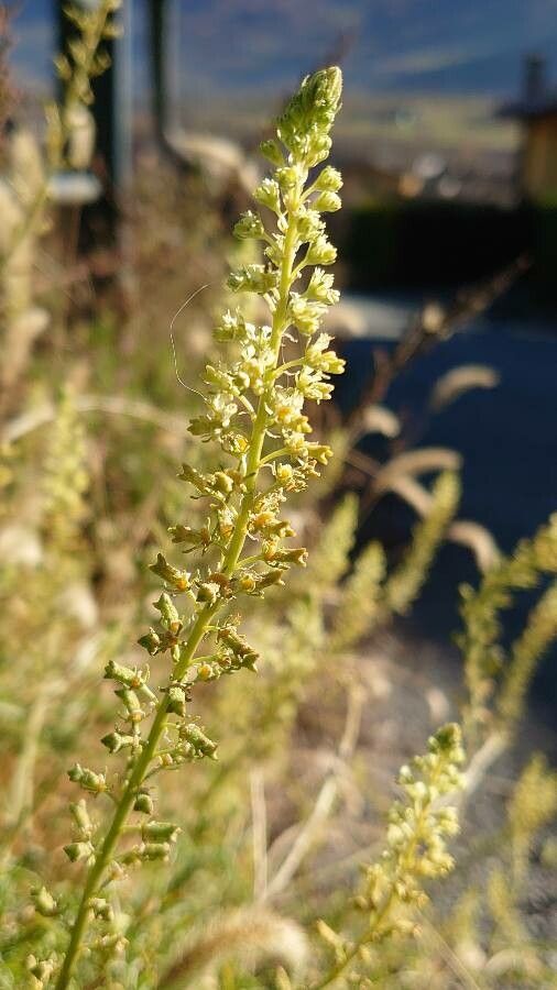 Reseda lutea flower