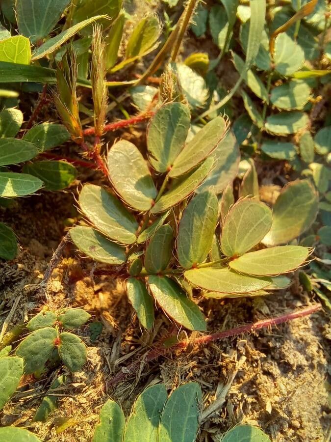 Mimosa flagellaris — search result for 'Mimosa'