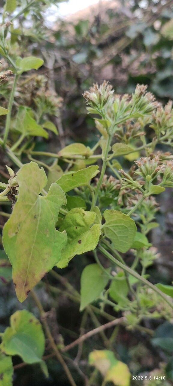 Mikania cordifolia leaf