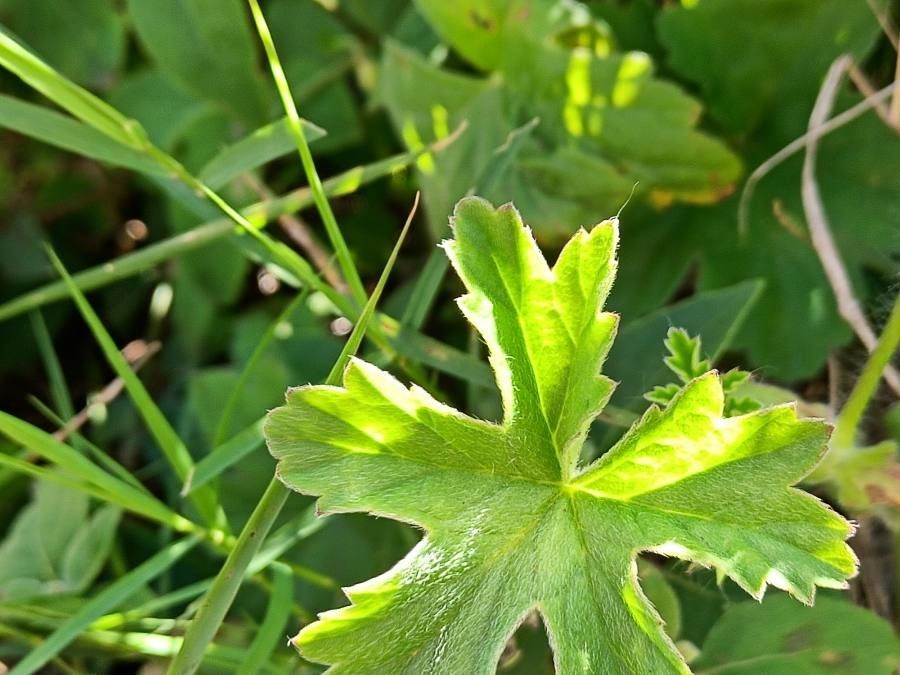 Pelargonium alchemilloides leaf