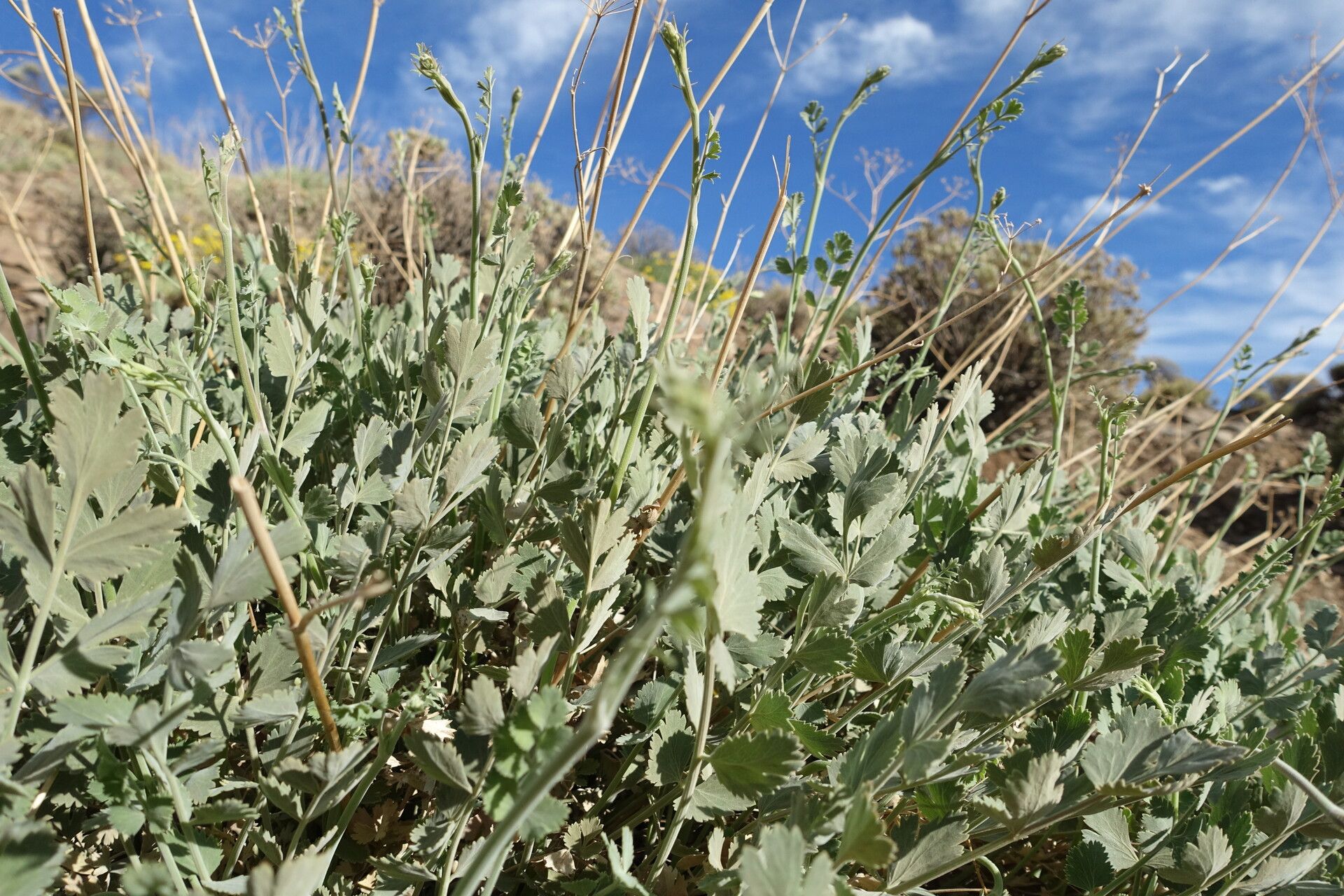 Pimpinella cumbrae flower