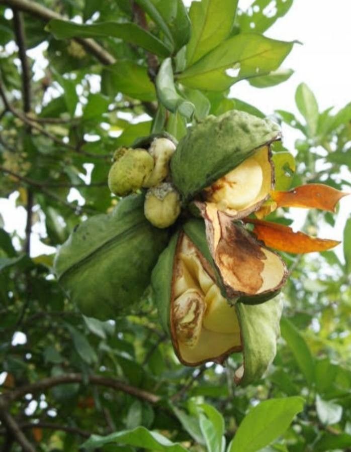 Cola acuminata fruit