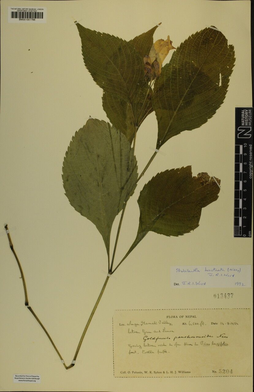 Strobilanthes bracteata other