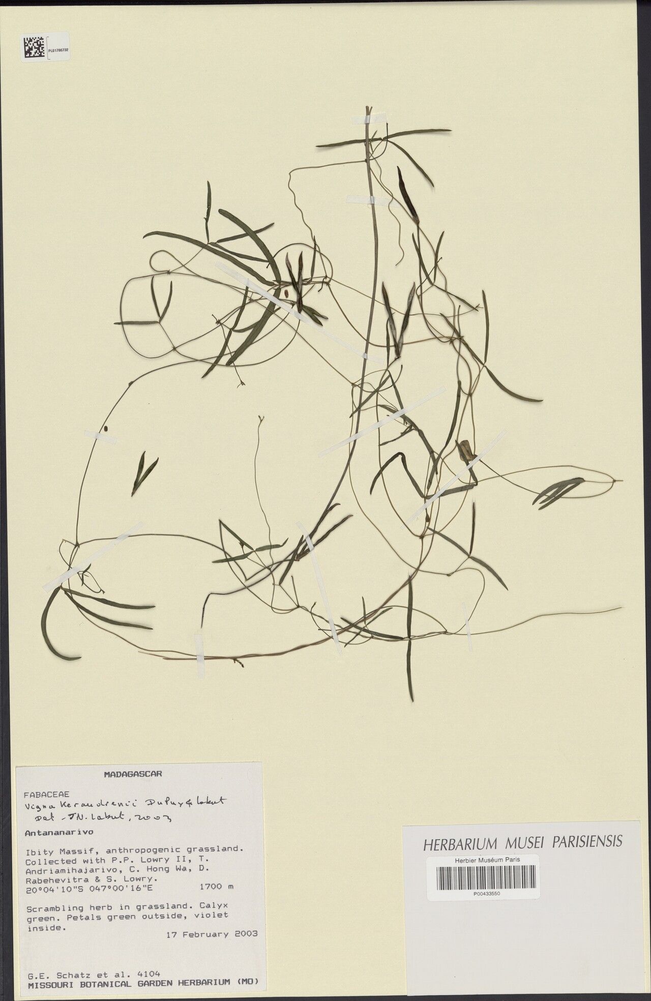 Vigna keraudrenii — search result for 'Vigna'