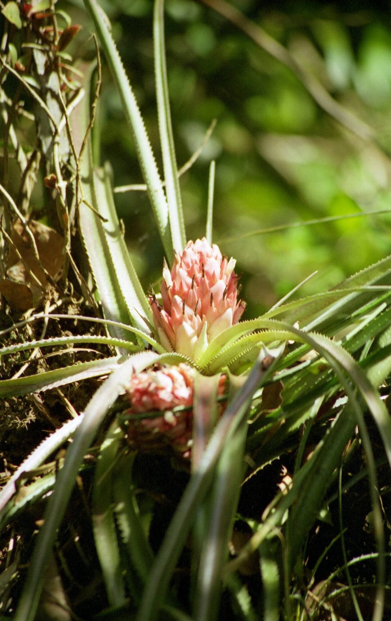 Aechmea longifolia — search result for 'Aechmea'