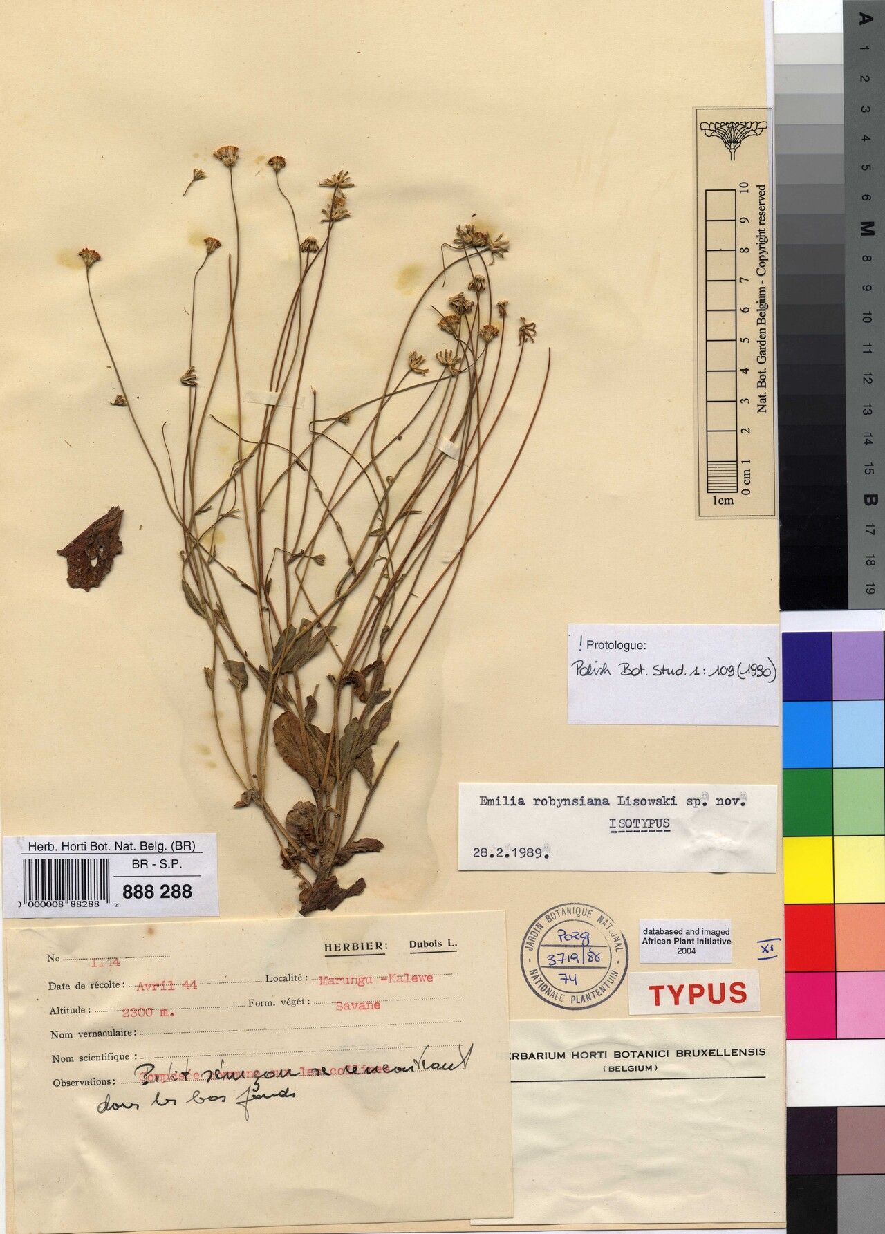 Emilia robynsiana — houseplant care guide