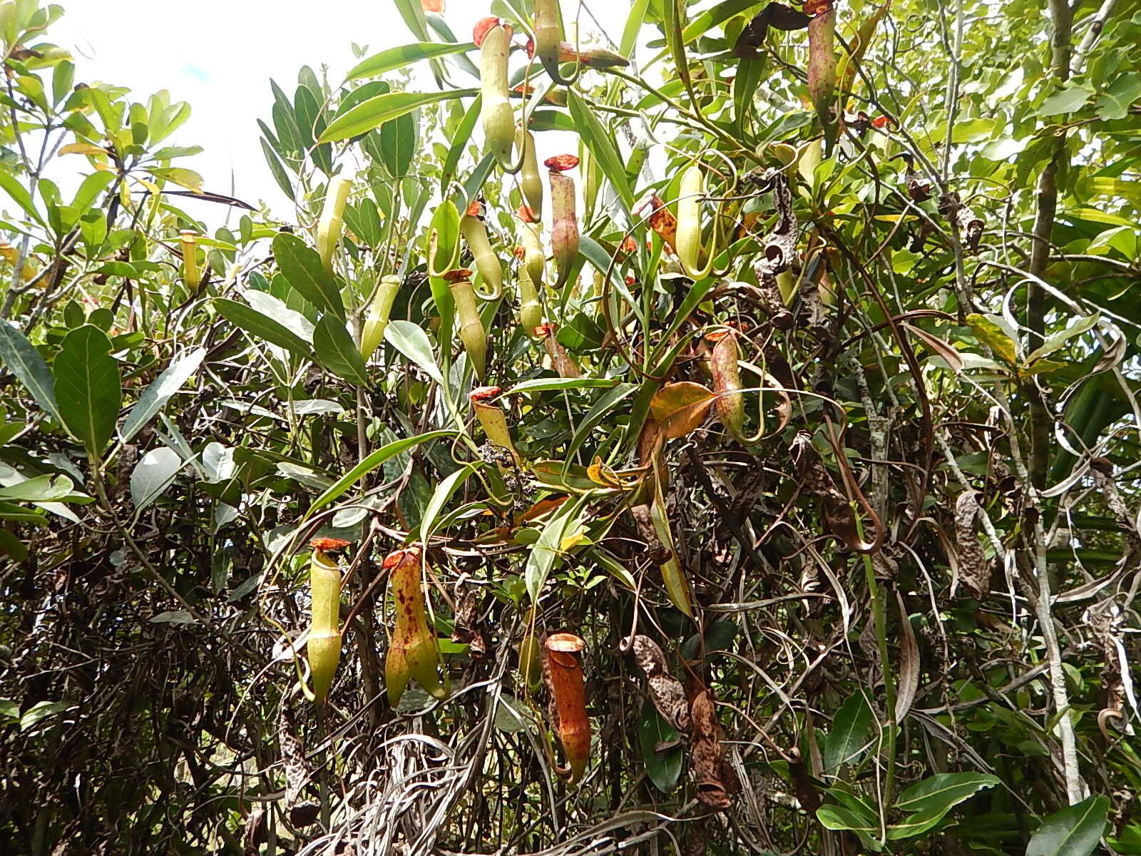 Nepenthes masoalensis habit