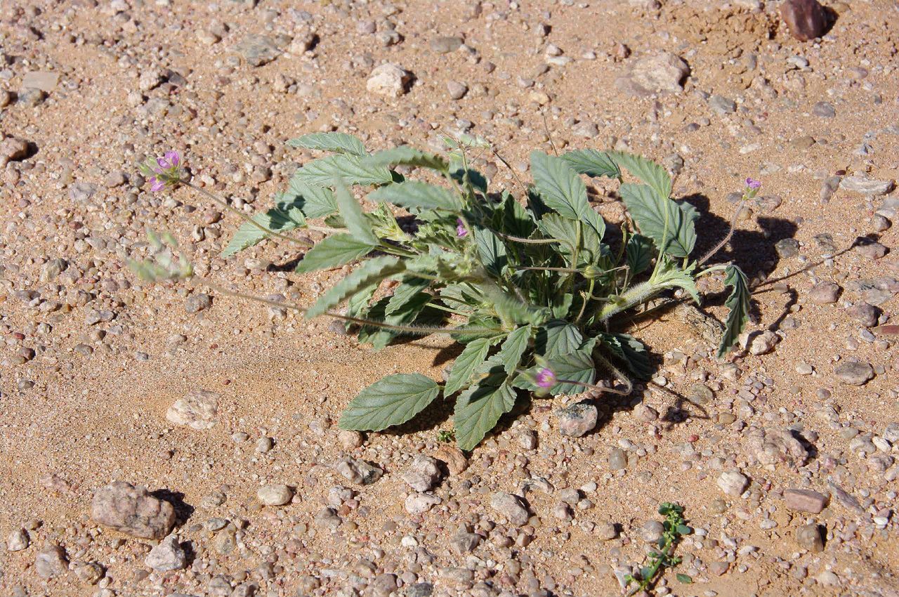 Monsonia nivea — houseplant care guide