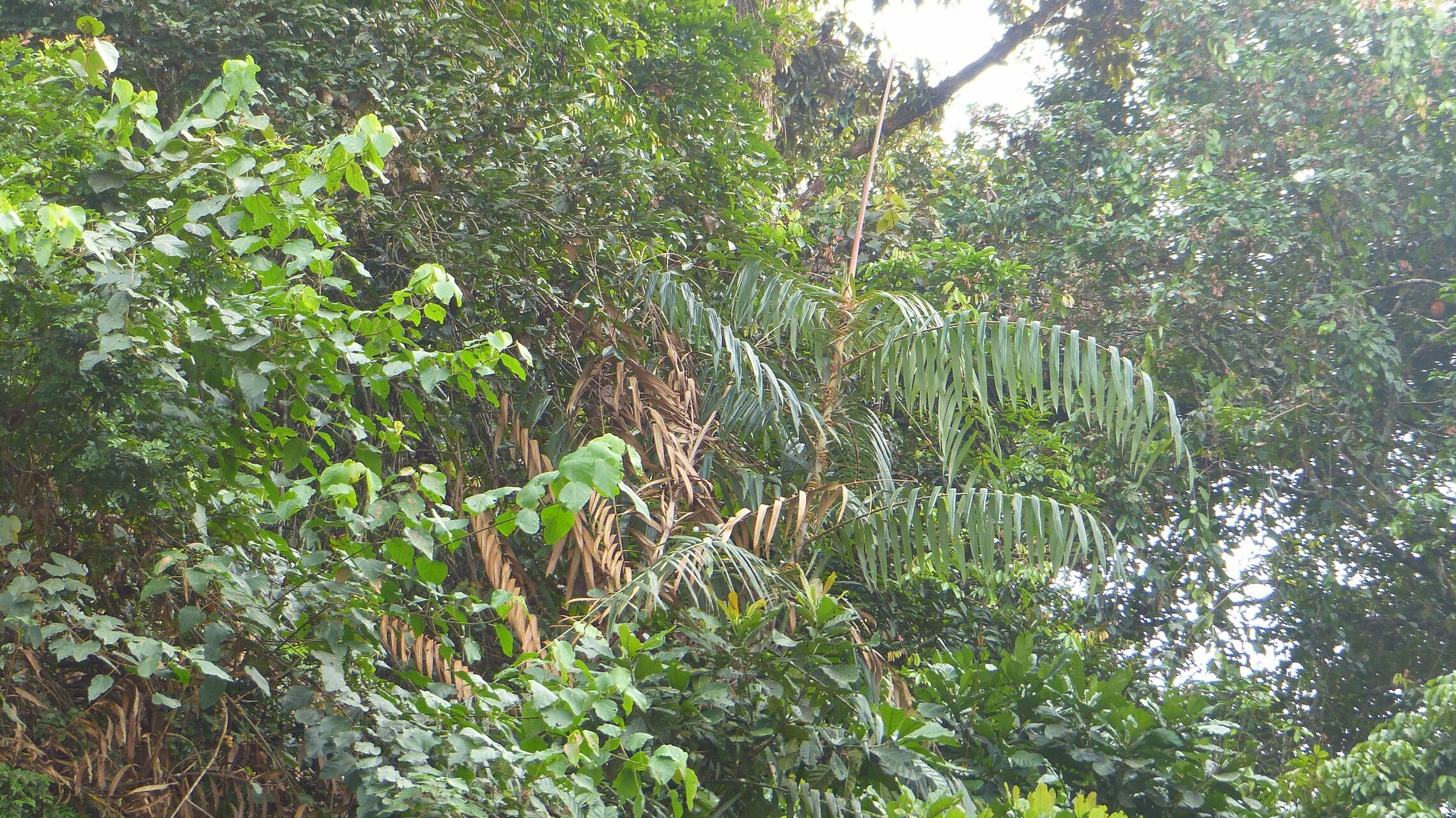 Laccosperma acutiflorum leaf