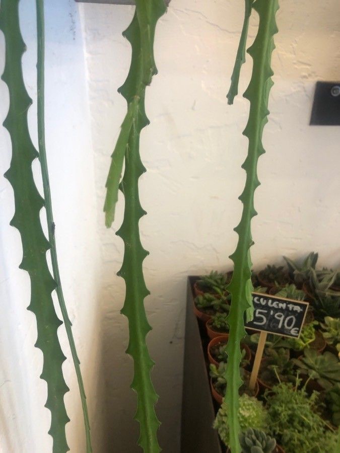 Lepismium cruciforme leaf