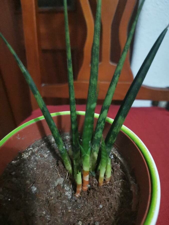 Dracaena stuckyi — search result for 'Dracaena'