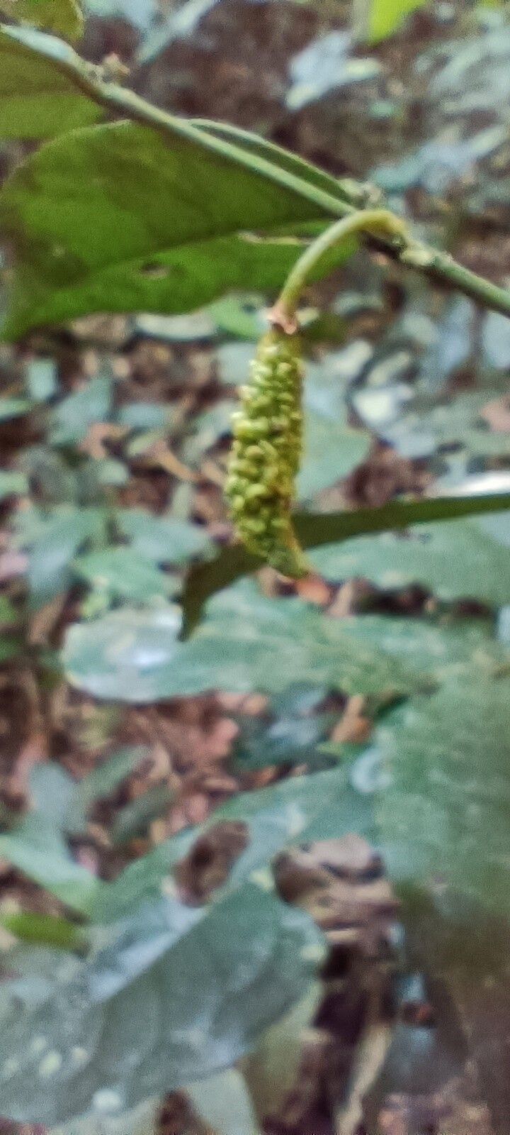 Salacia lehmbachii fruit