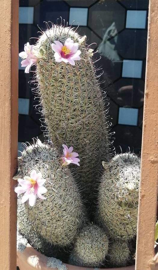 Mammillaria mazatlanensis flower