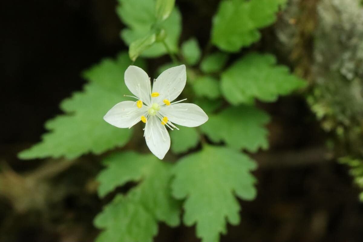 Dichocarpum stoloniferum — related species from the same genus
