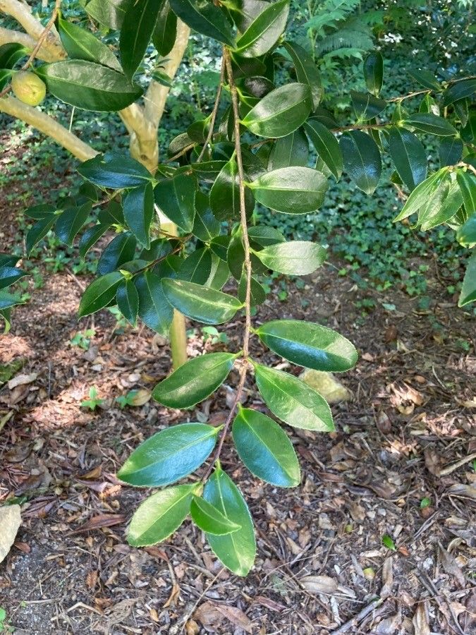 Camellia hiemalis — search result for 'Camellia'