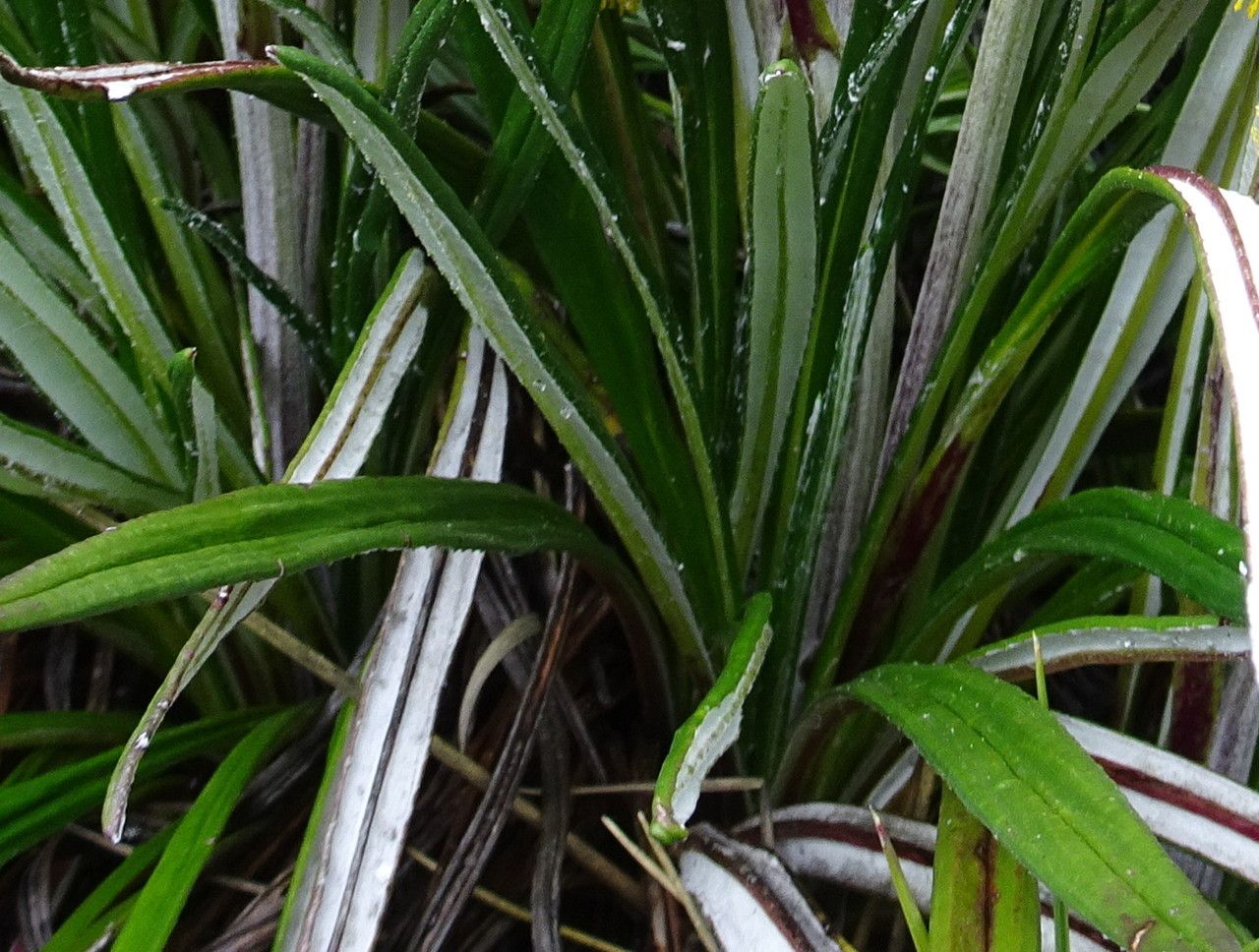 Senecio comosus leaf