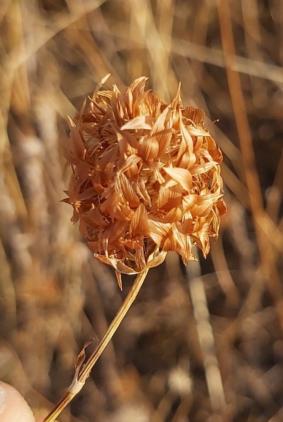 Trifolium setiferum — houseplant care guide