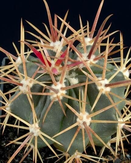 Ferocactus fordii — houseplant care guide