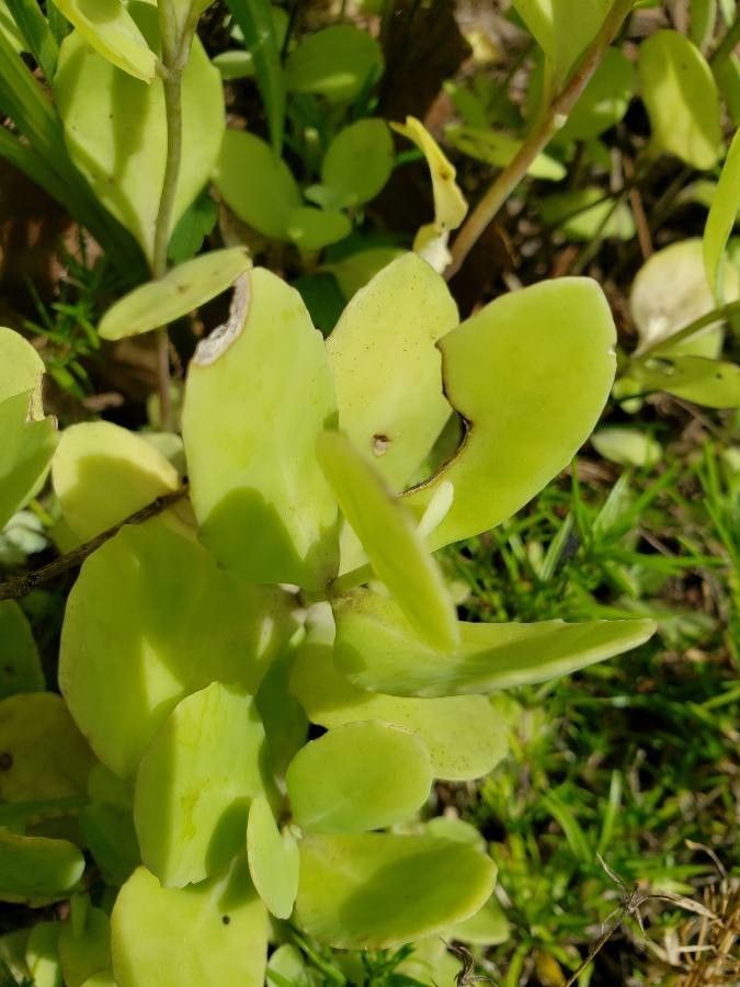 Echeveria pallida leaf