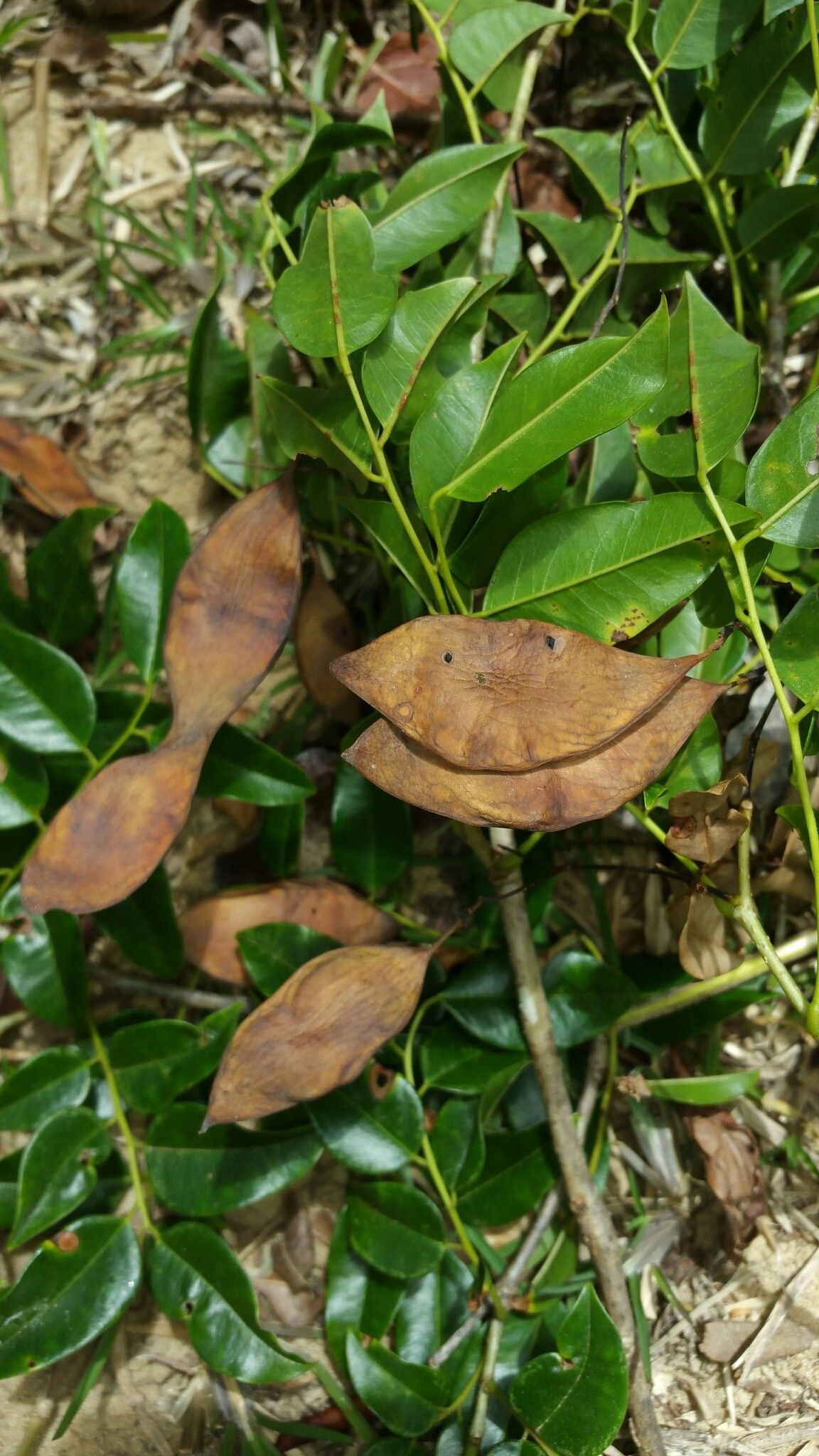 Dalbergia madagascariensis fruit