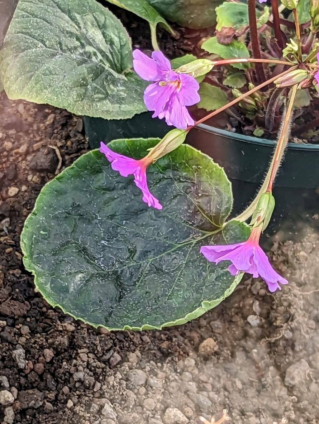 Primula megaseifolia — houseplant care guide