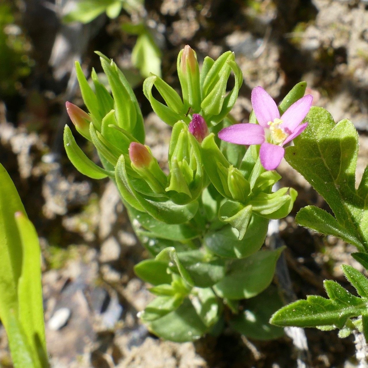 Valerianella echinata flower