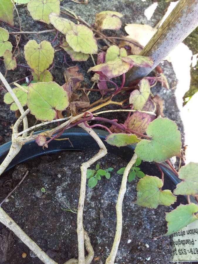 Rhodochiton atrosanguineum — houseplant care guide