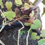 Rhodochiton atrosanguineum