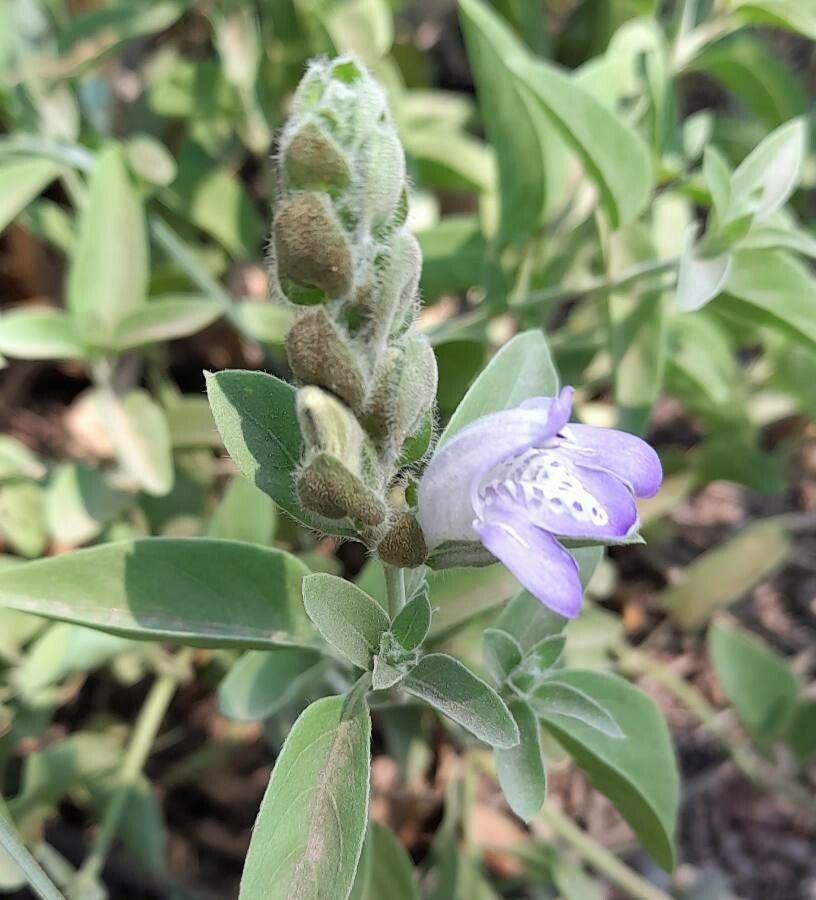 Justicia gilliesii flower