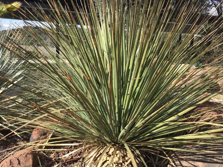 Dasylirion serratifolium leaf