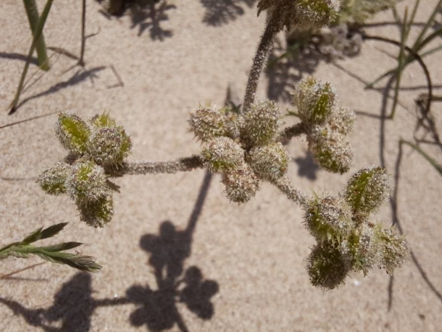 Pseudorlaya pumila fruit