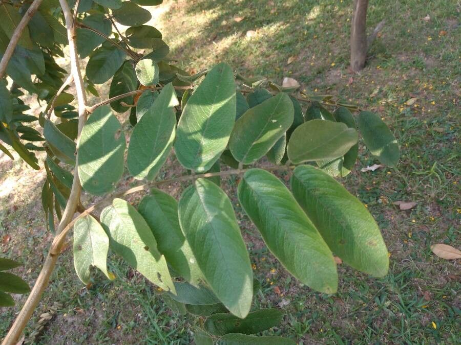 Senna silvestris — search result for 'Senna'