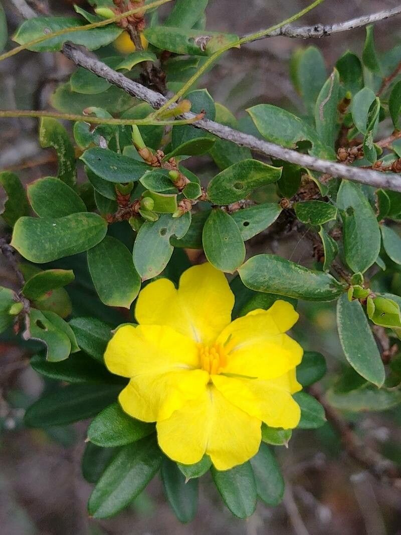 Hibbertia bracteata flower