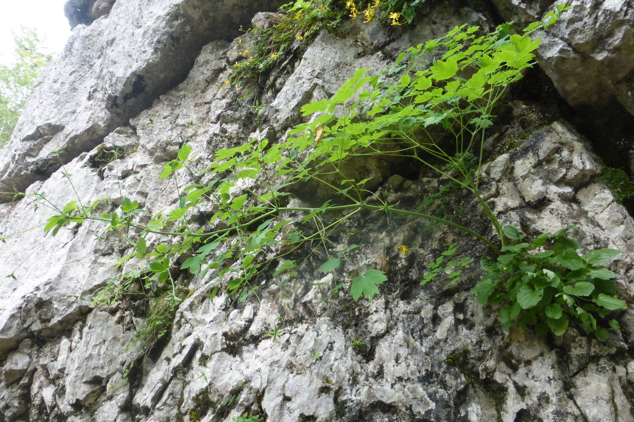 Thalictrum macrocarpum habit