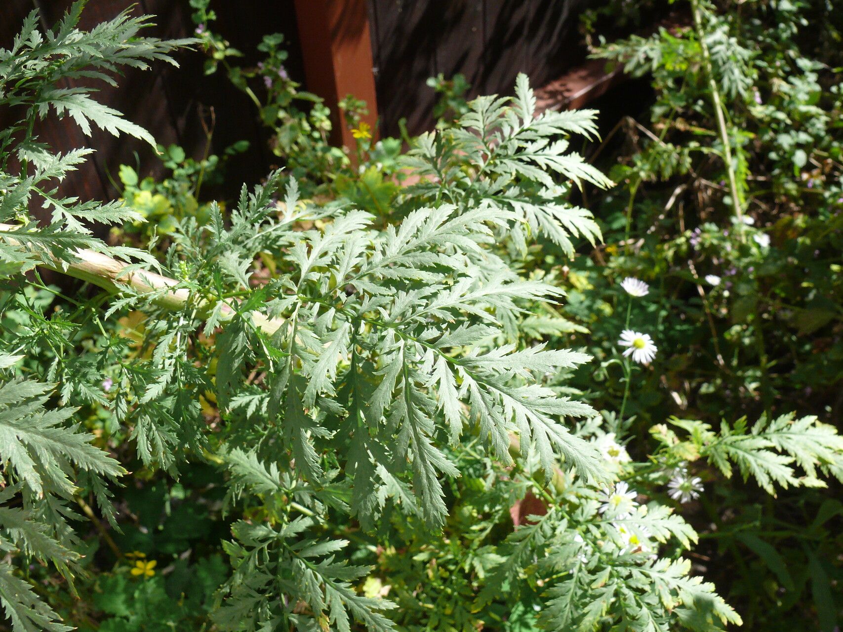 Artemisia tournefortiana leaf
