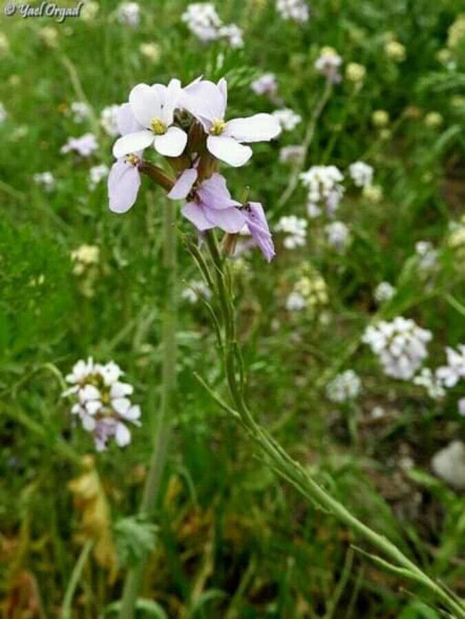 Erucaria hispanica flower