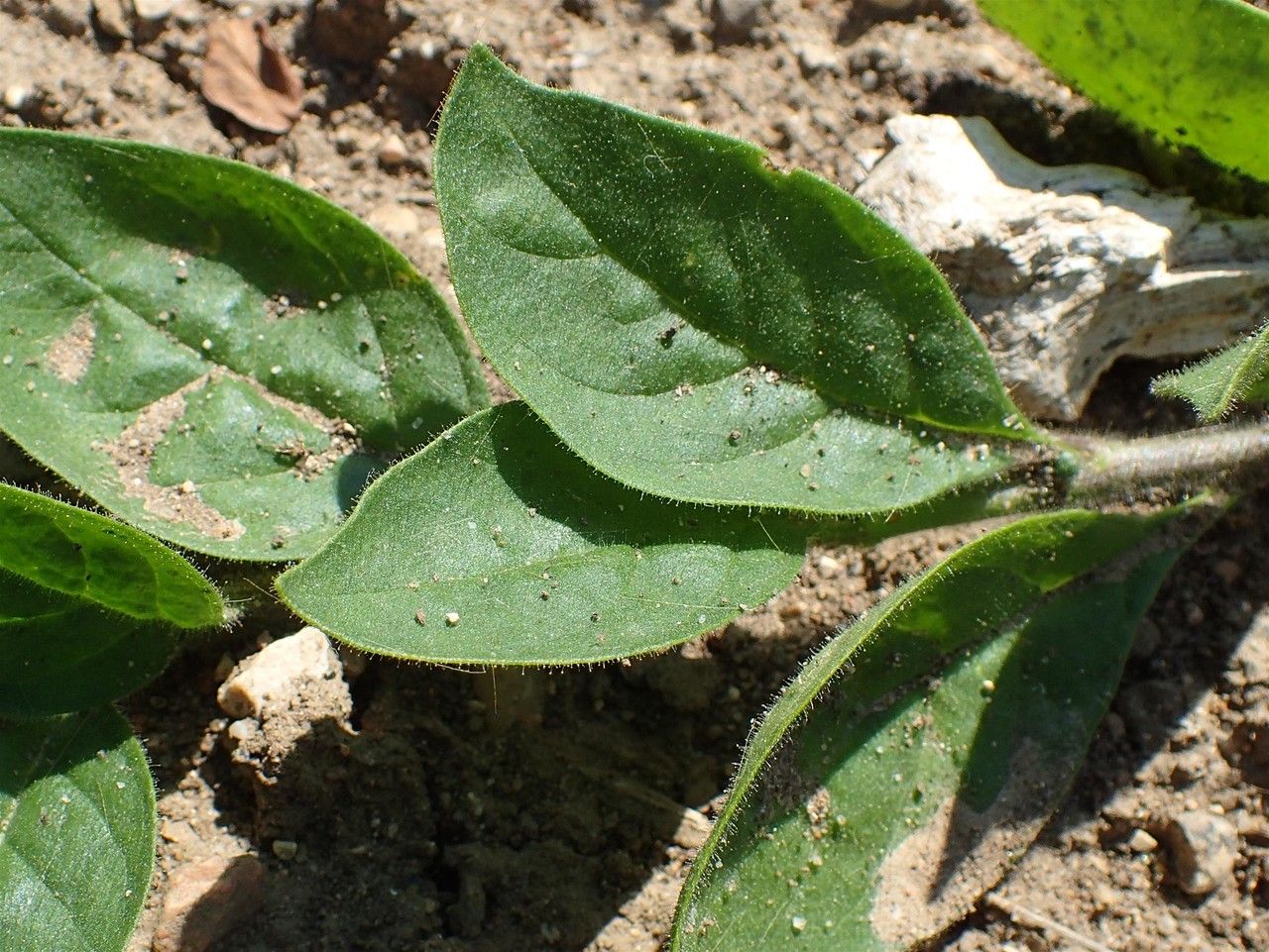Petunia violacea — search result for 'Argentina'