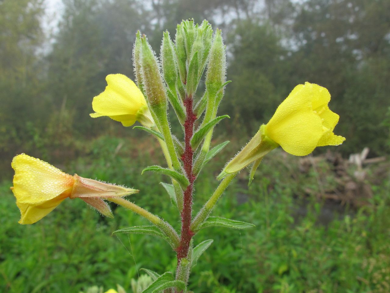 Oenothera ersteinensis — search result for 'Oenothera'