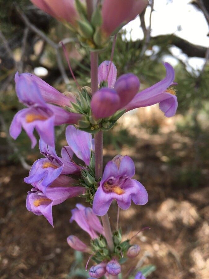 Penstemon secundiflorus flower