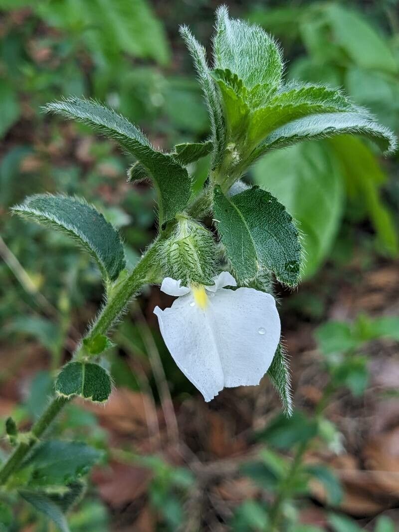 Pombalia calceolaria — houseplant care guide