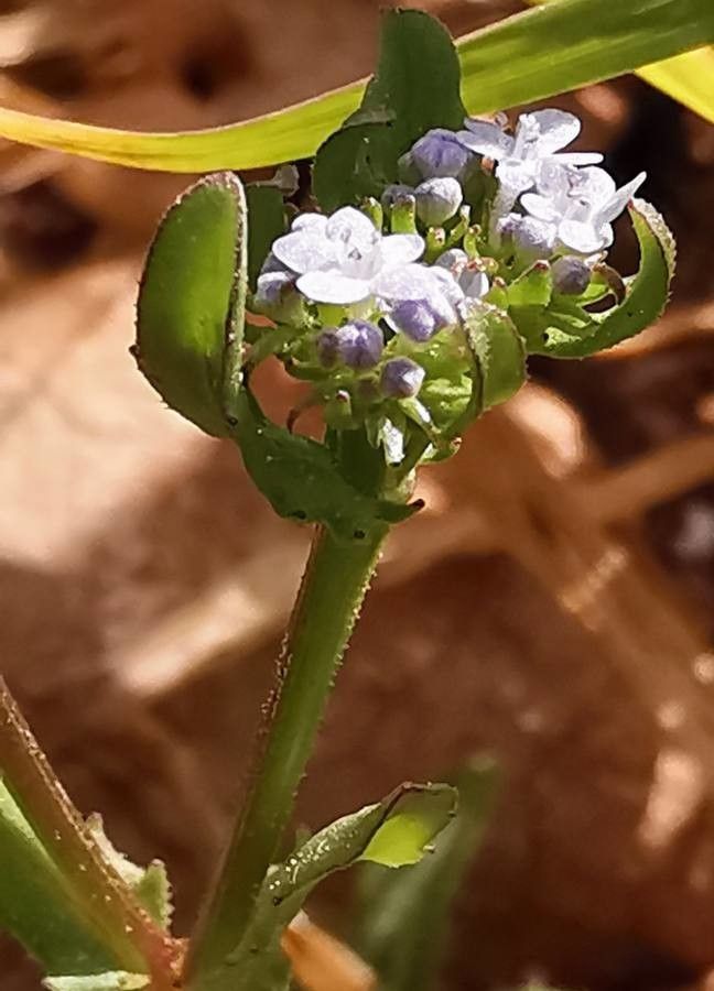 Valerianella echinata — search result for 'Valerianella'