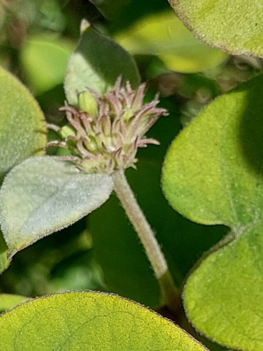 Paederia argentea flower