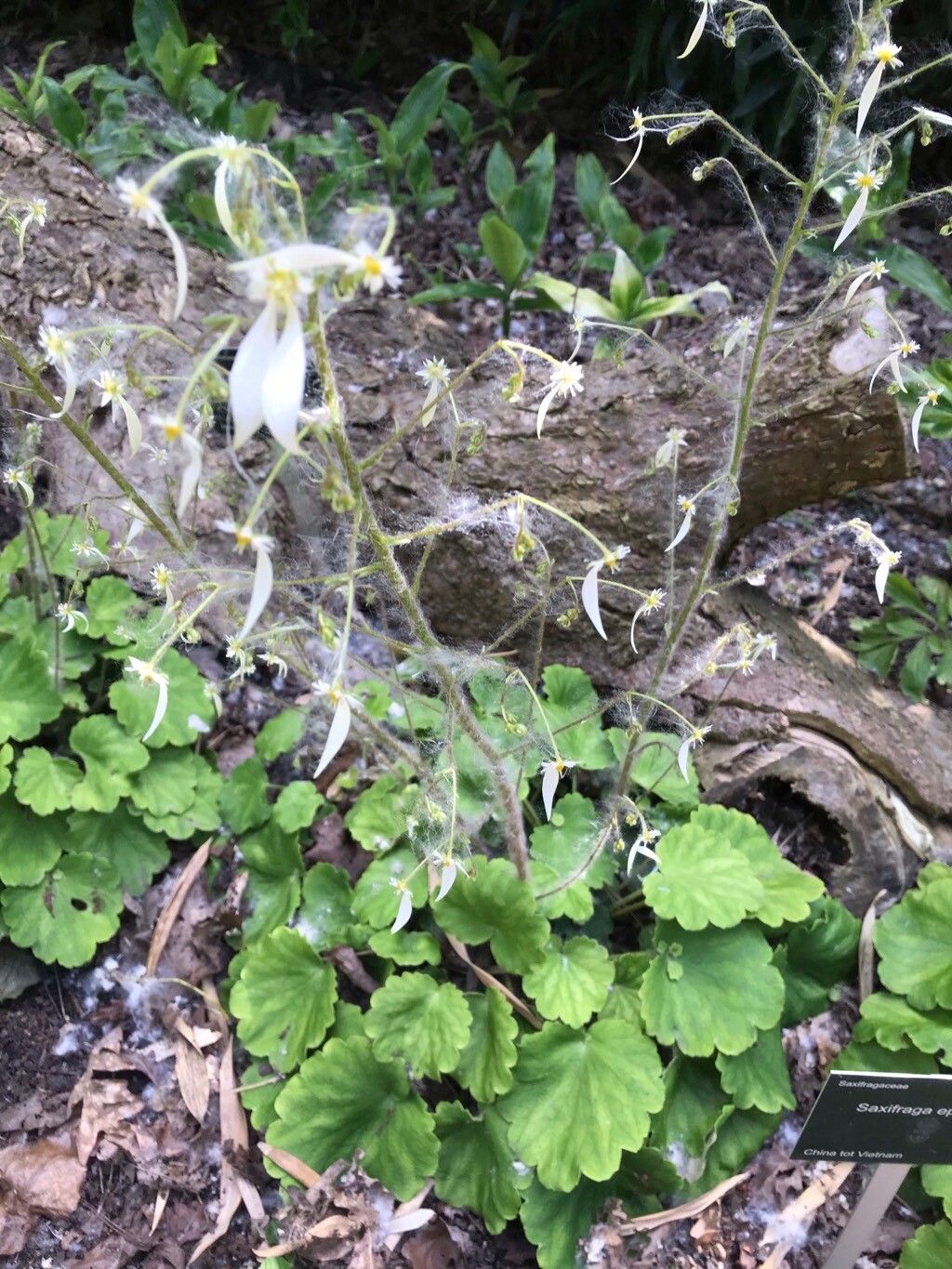 Saxifraga epiphylla flower