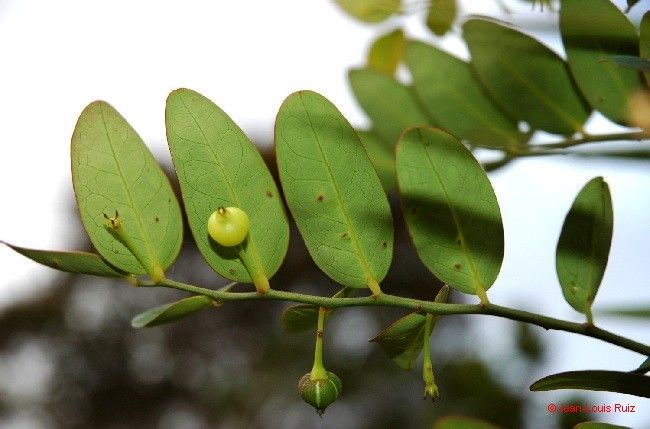 Phyllanthus kouaouaensis fruit