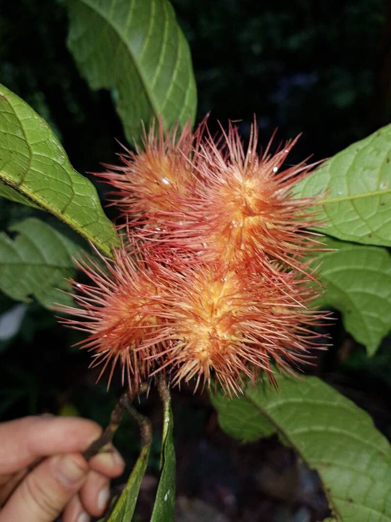 Sloanea guapilensis fruit