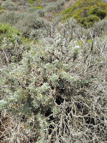 Lupinus chamissonis habit