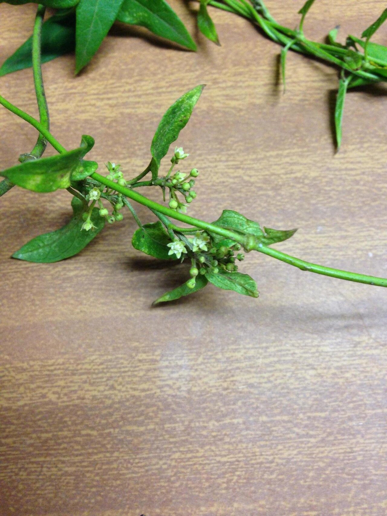 Cynanchum schistoglossum flower