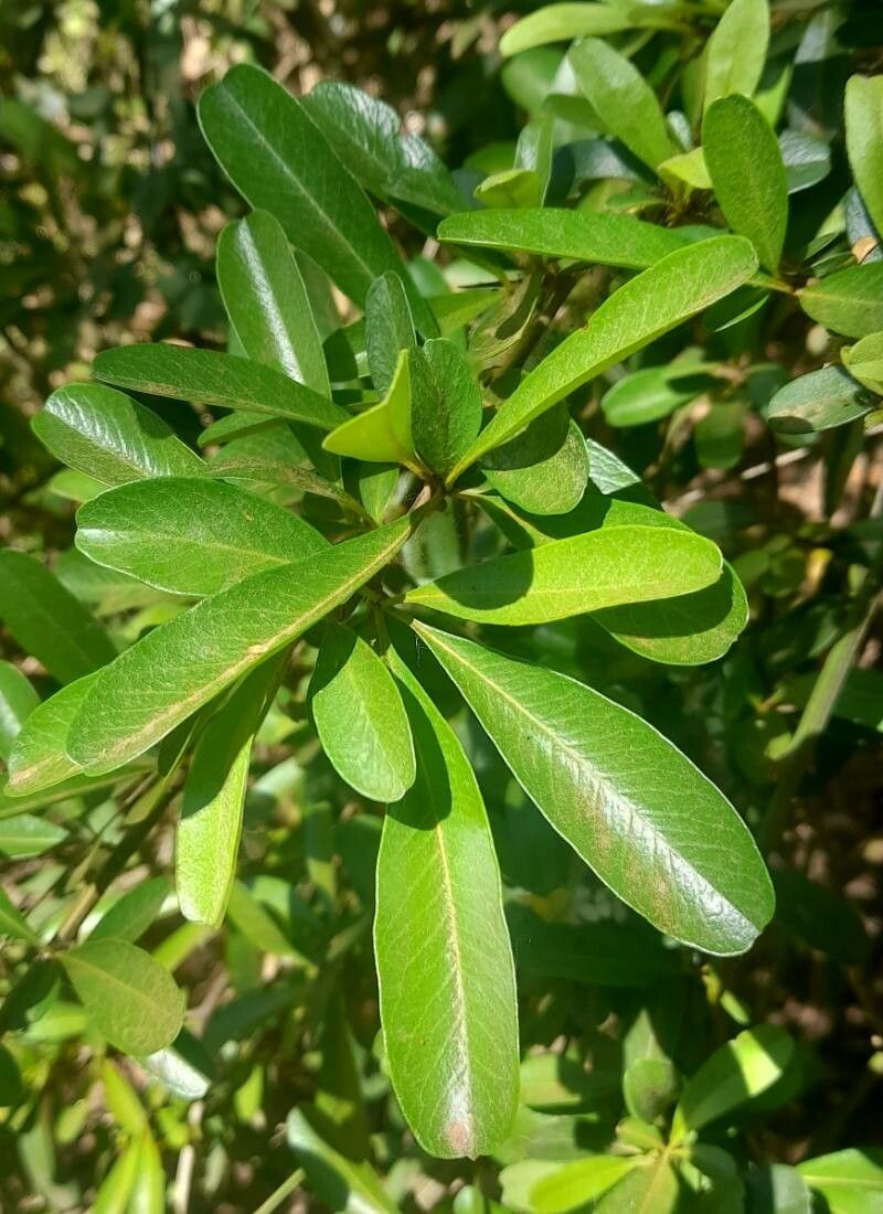 Pyracantha koidzumii leaf