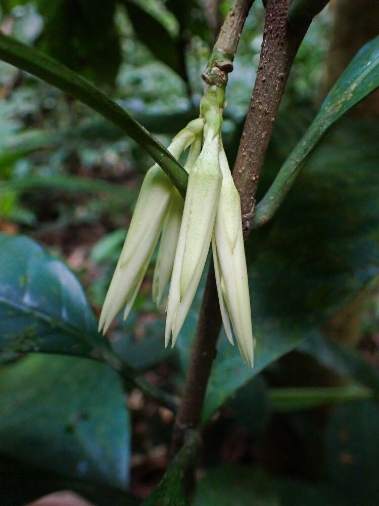 Callichilia bequaertii — related species from the same genus